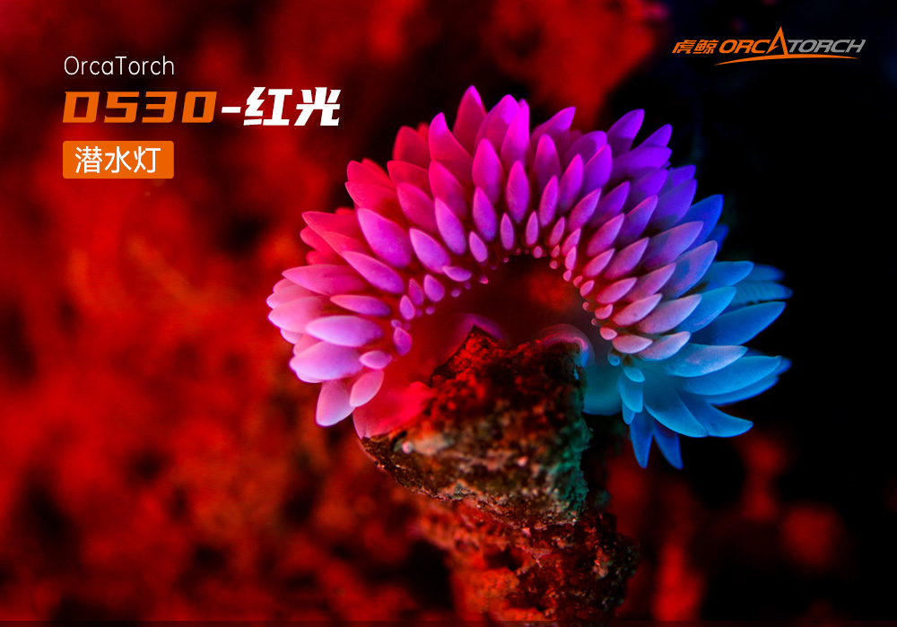D530 紅色潛水(shuǐ)手電 潛水攝影照明_潛水照明_水下攝影照明_潛(qián)水攝影補光燈_ 91视频成人版OrcaTorch